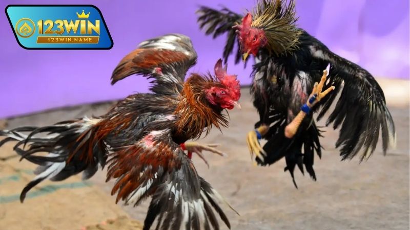 Cá cược đá gà là gì