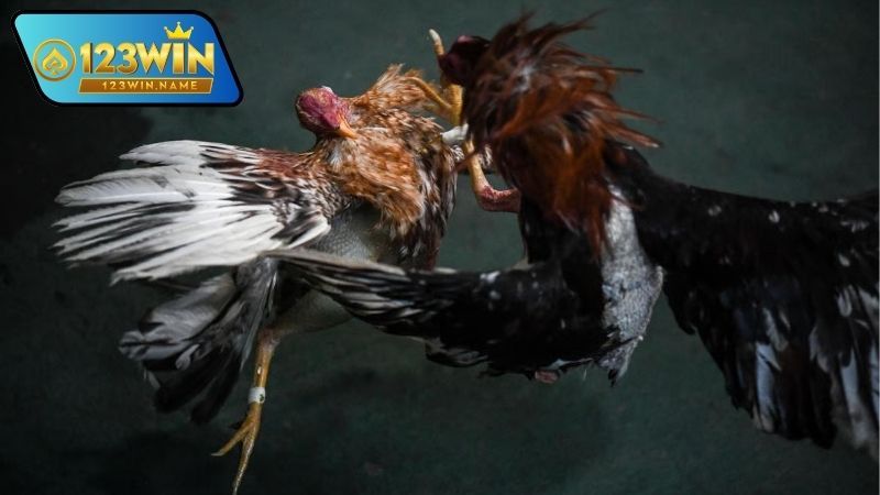 Đá gà live là gì