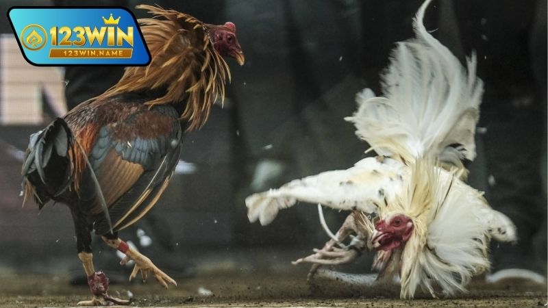 Đá gà nổ hũ là gì