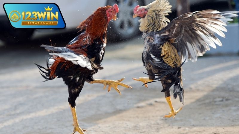 Gà chiến thắng lớn là gì