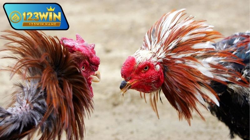 Gà chọi đấu trường là gì
