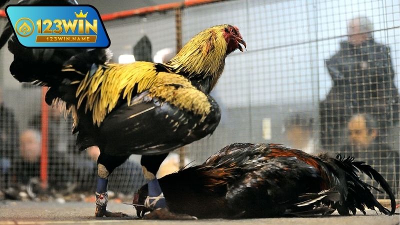 Gà chọi Viet là gì