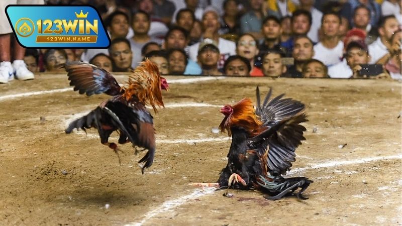 Gà đá chiến thắng là gì