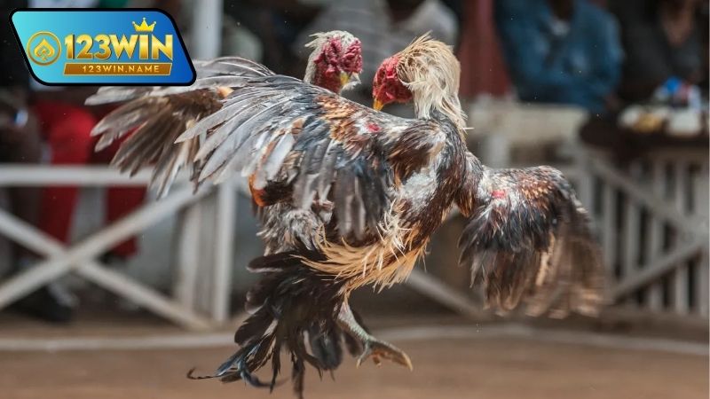 Xem đá gà online là gì