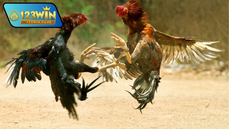 Xem đá gà VIP là gì